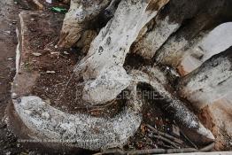 Image du Maroc Professionnelle de  Les fameux clous plantés par un membre de la famille d’un souffrant sur le gigantesque caoutchouc dans l’espoir de sa guérison. L’arbre est situé près de la koubba du saint Sidi Bousmara sur la Place du même nom dans la Médina de Casablanca. Le saint marabout est visité depuis longtemps par tous ceux qui sont atteint de la rage convergent vers ce lieu et plante un clou sur l’arbre, ou sur le mur Est dans l’attente d’un rétablissement. La légende raconte qu’un vieux pèlerin à la barbe blanche drapé de blanc frappa alors le sol avec son bâton et une source jaillit du sol. Il s’installe à Casablanca au milieu du cimetière et plante un caoutchouc qui devint rapidement gigantesque. Vendredi 3 Février 2017. (Photo / Abdeljalil Bounhar) 